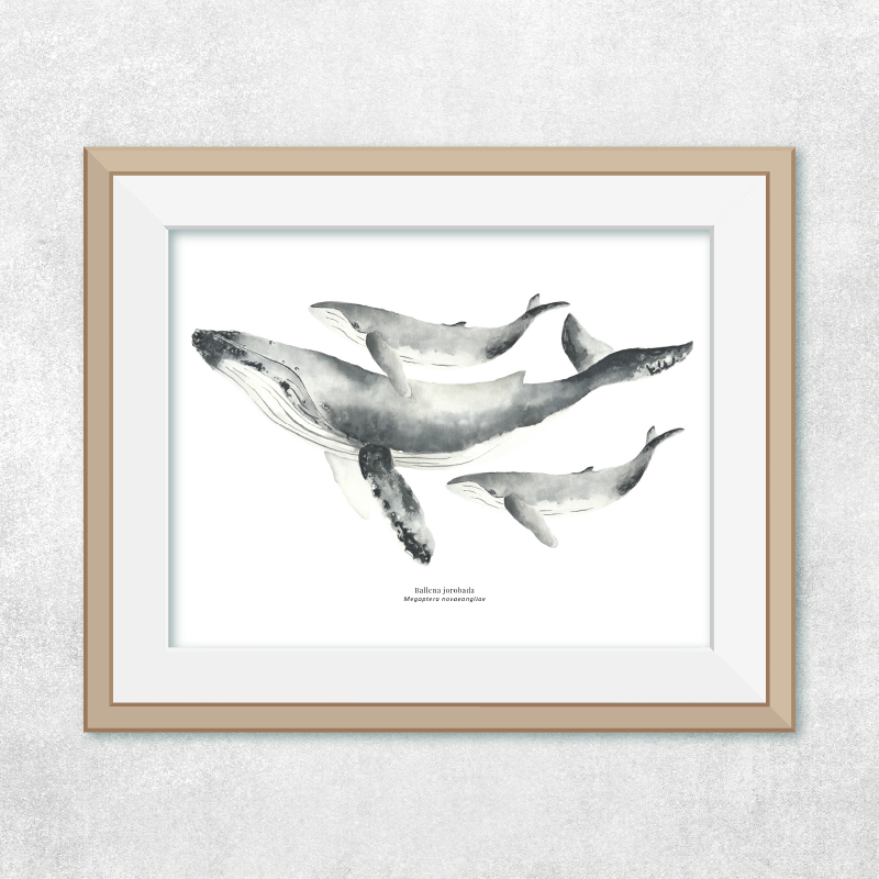 Reproducción de una ilustración en acuarela marina de ballenas y cetáceos, ballena jorobada con o sin marco.