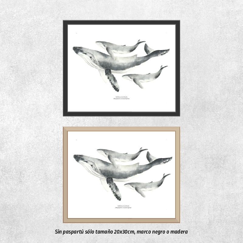 Reproducción de una ilustración en acuarela marina de ballenas y cetáceos, ballena jorobada con o sin marco.