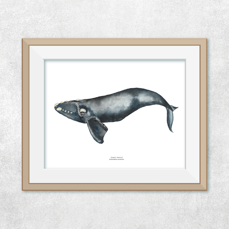 Reproducción de una ilustración en acuarela marina de ballenas y cetáceos, ballena franca austral con o sin marco.