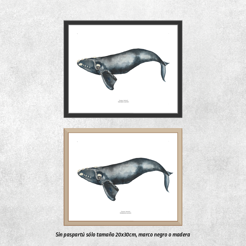 Reproducción de una ilustración en acuarela marina de ballenas y cetáceos, ballena franca austral con o sin marco.