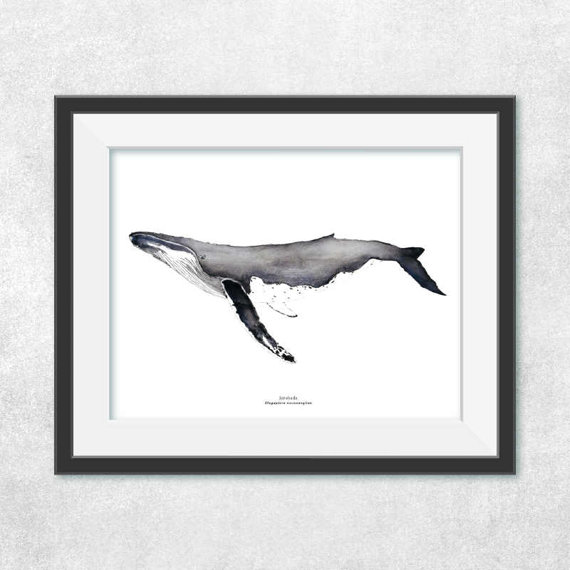 Ballena jorobada perfil