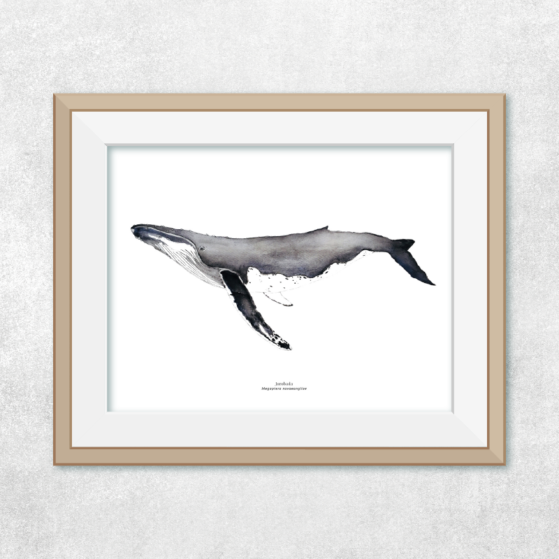 Ballena jorobada perfil