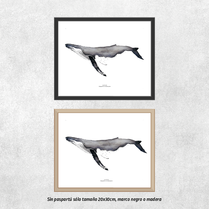 Ballena jorobada perfil