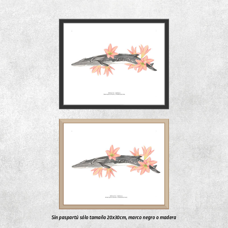 Reproducción de una ilustración en acuarela marina de ballenas y cetáceos, ballena sei con flores con o sin marco.