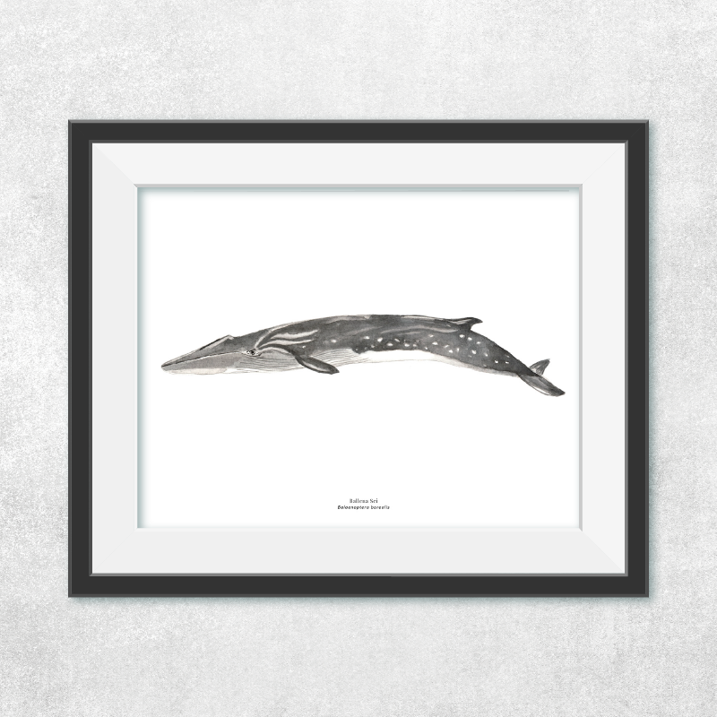 Reproducción de una ilustración en acuarela marina de ballenas y cetáceos, ballena sei con o sin marco.