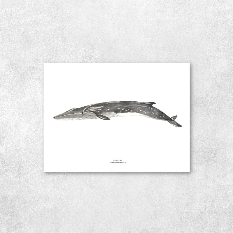 Reproducción de una ilustración en acuarela marina de ballenas y cetáceos, ballena sei con o sin marco.