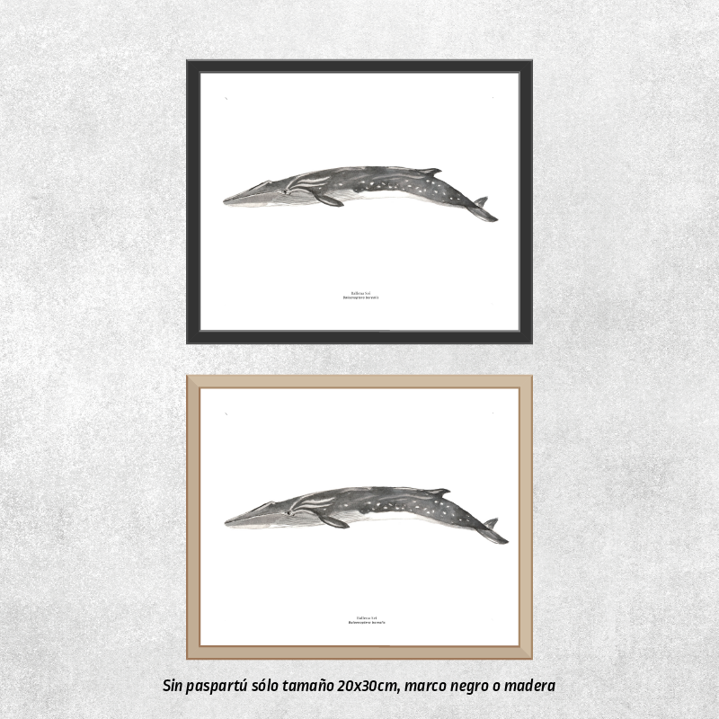 Reproducción de una ilustración en acuarela marina de ballenas y cetáceos, ballena sei con o sin marco.