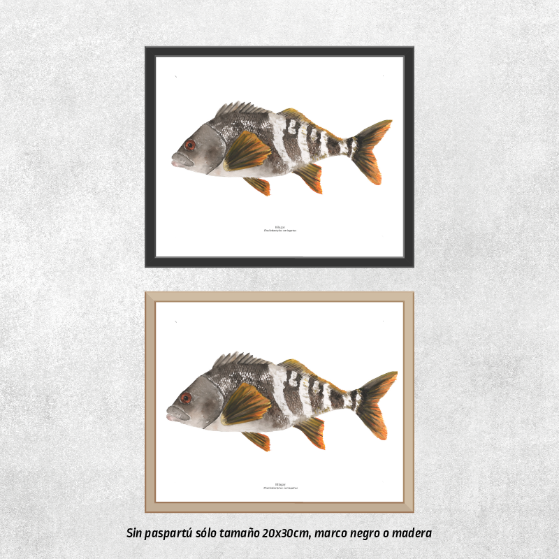 Reproducción de una ilustración en acuarela marina de pez bilagay con o sin marco.