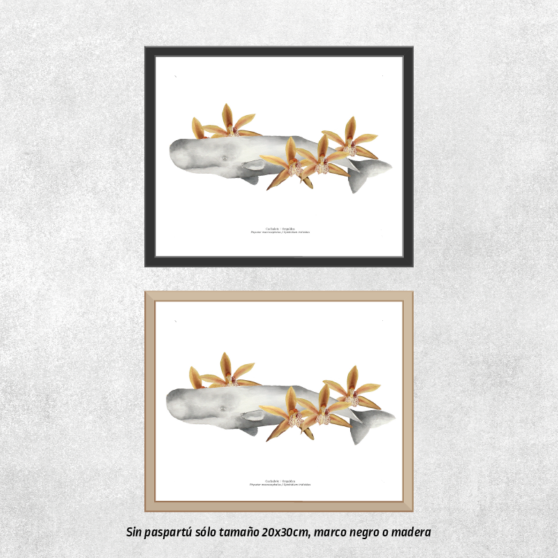 Reproducción de una ilustración en acuarela marina de cachalote con flores con o sin marco.