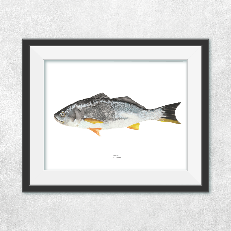 Corvina