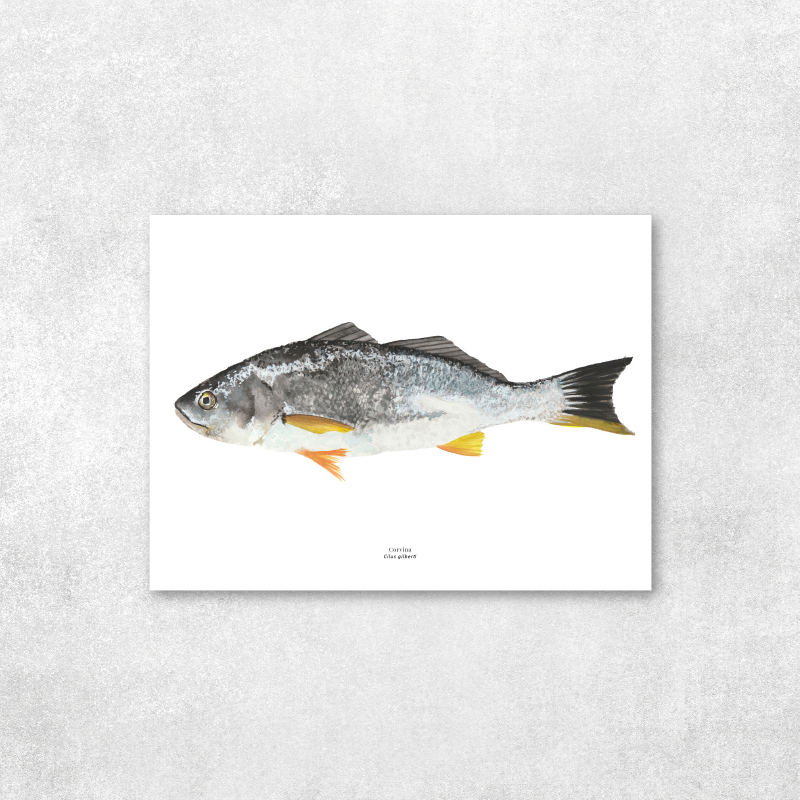 Corvina