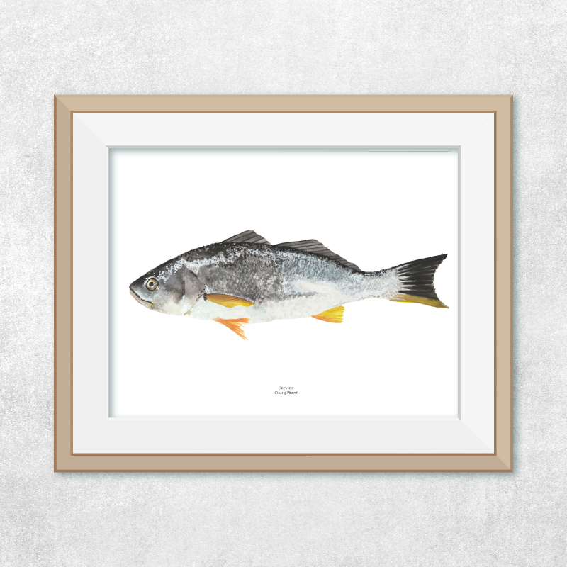 Corvina