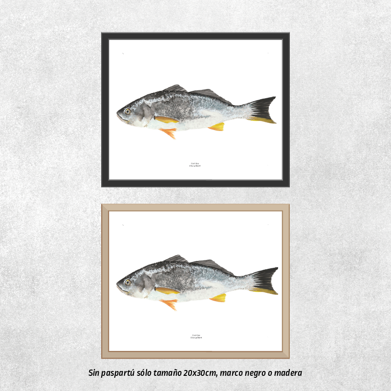 Corvina