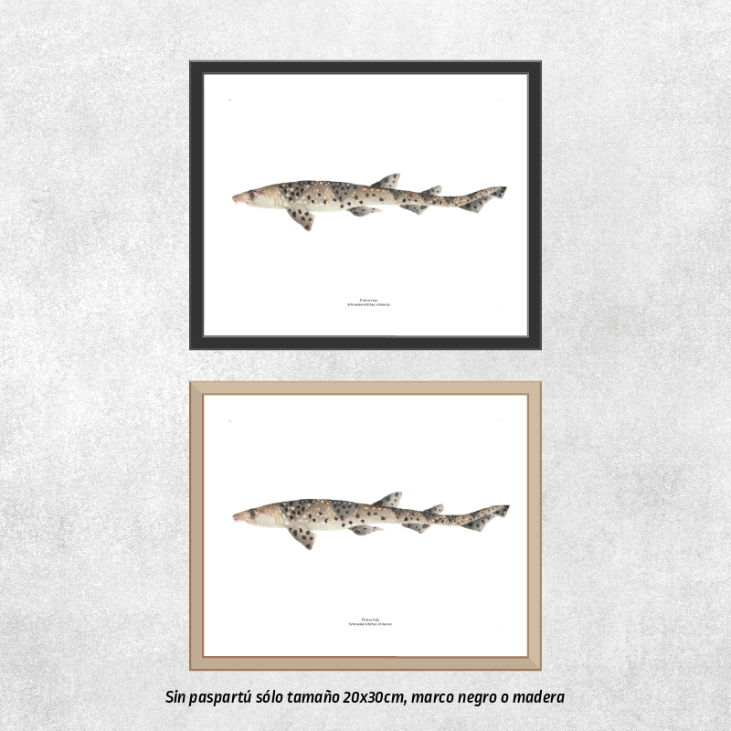 Tiburón pintarroja
