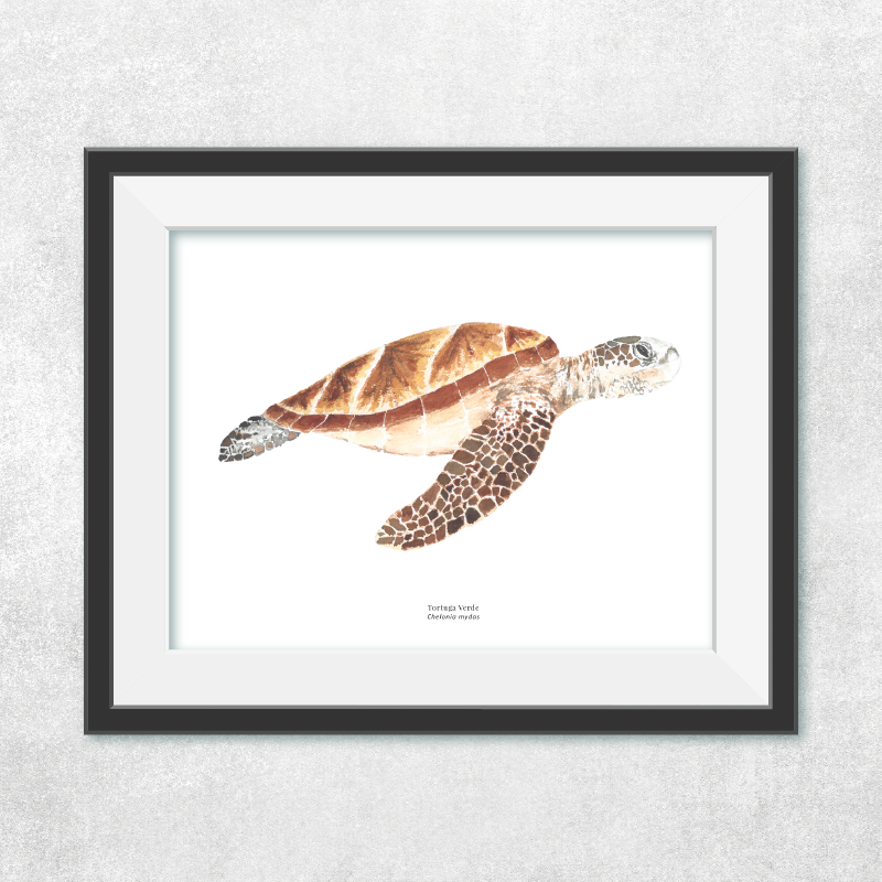 Tortuga de Mar