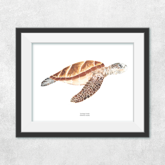 Tortuga de Mar