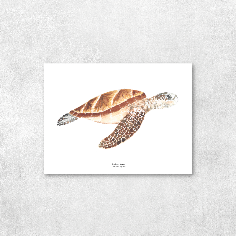 Tortuga de Mar
