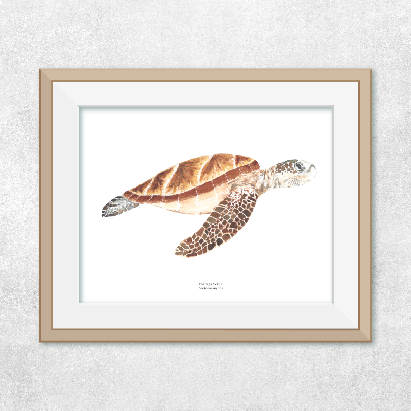 Tortuga de Mar