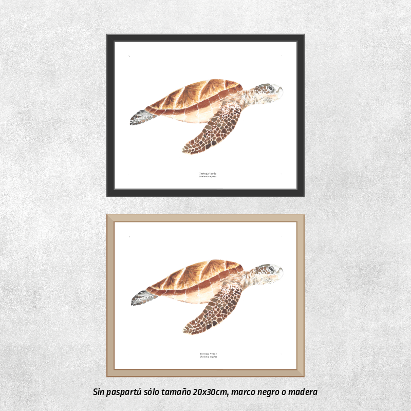 Tortuga de Mar
