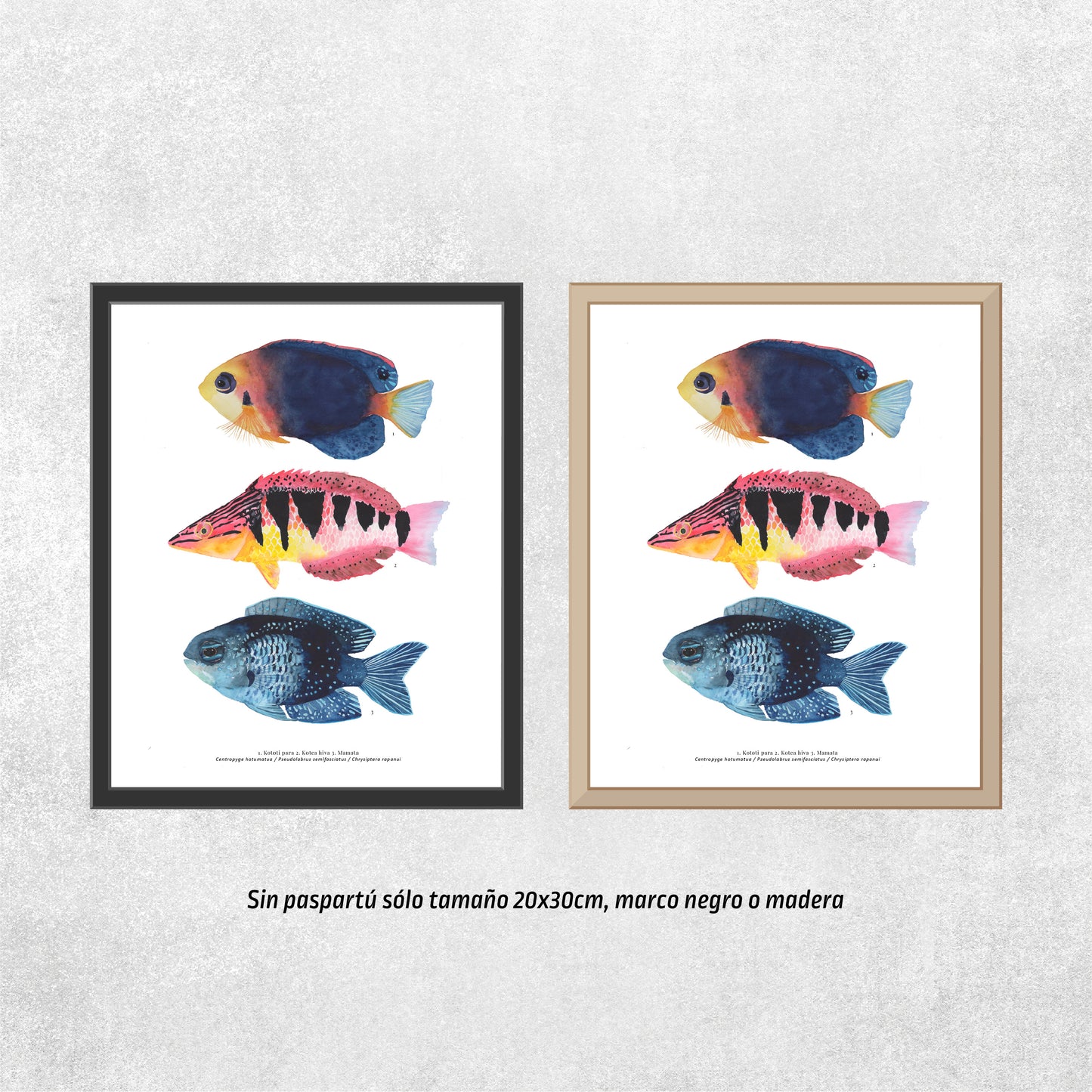 Trío de peces Rapa Nui #2