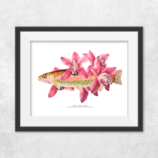 Trucha Arcoiris Orquídea