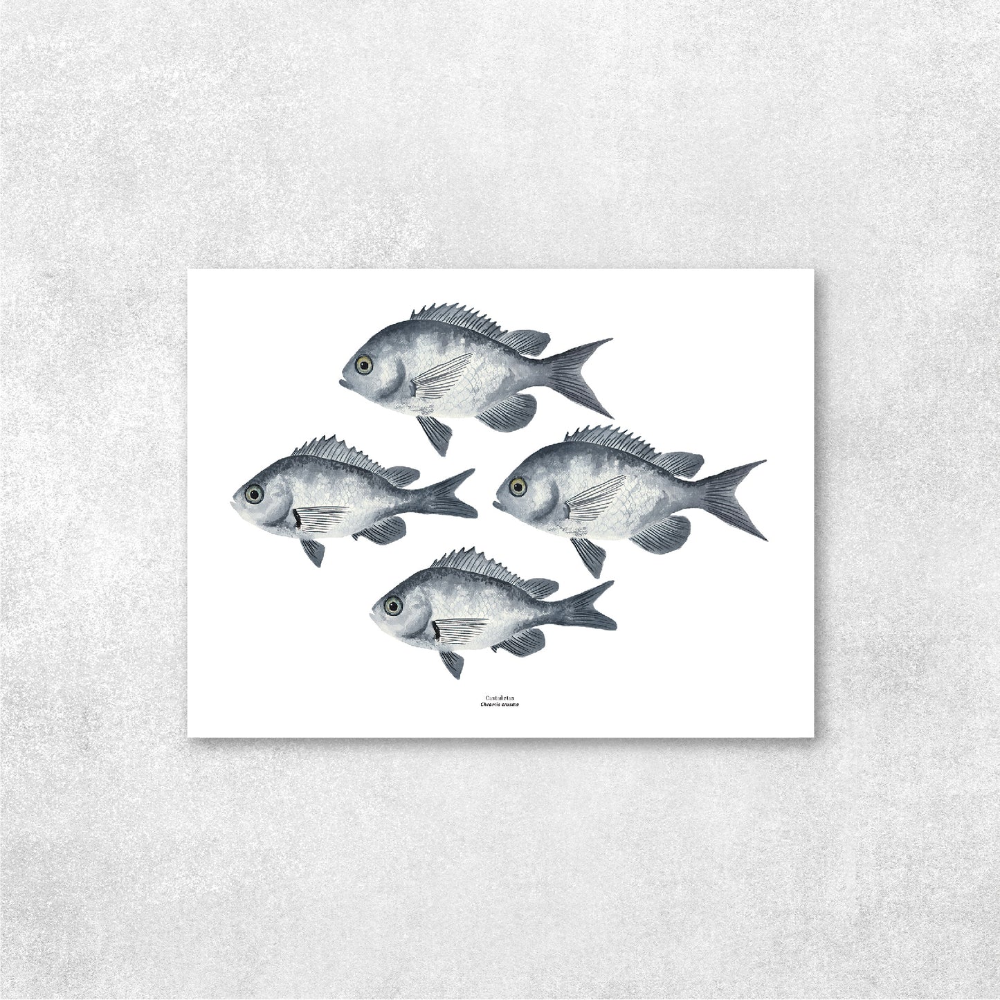 Reproducción de una ilustración en acuarela de cardumen de peces castañetas con o sin marco.
