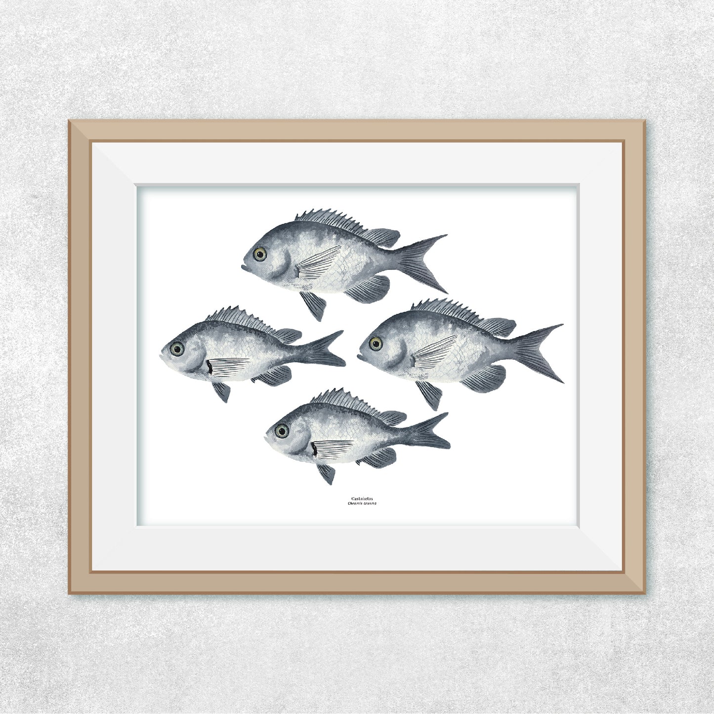 Reproducción de una ilustración en acuarela de cardumen de peces castañetas con o sin marco.