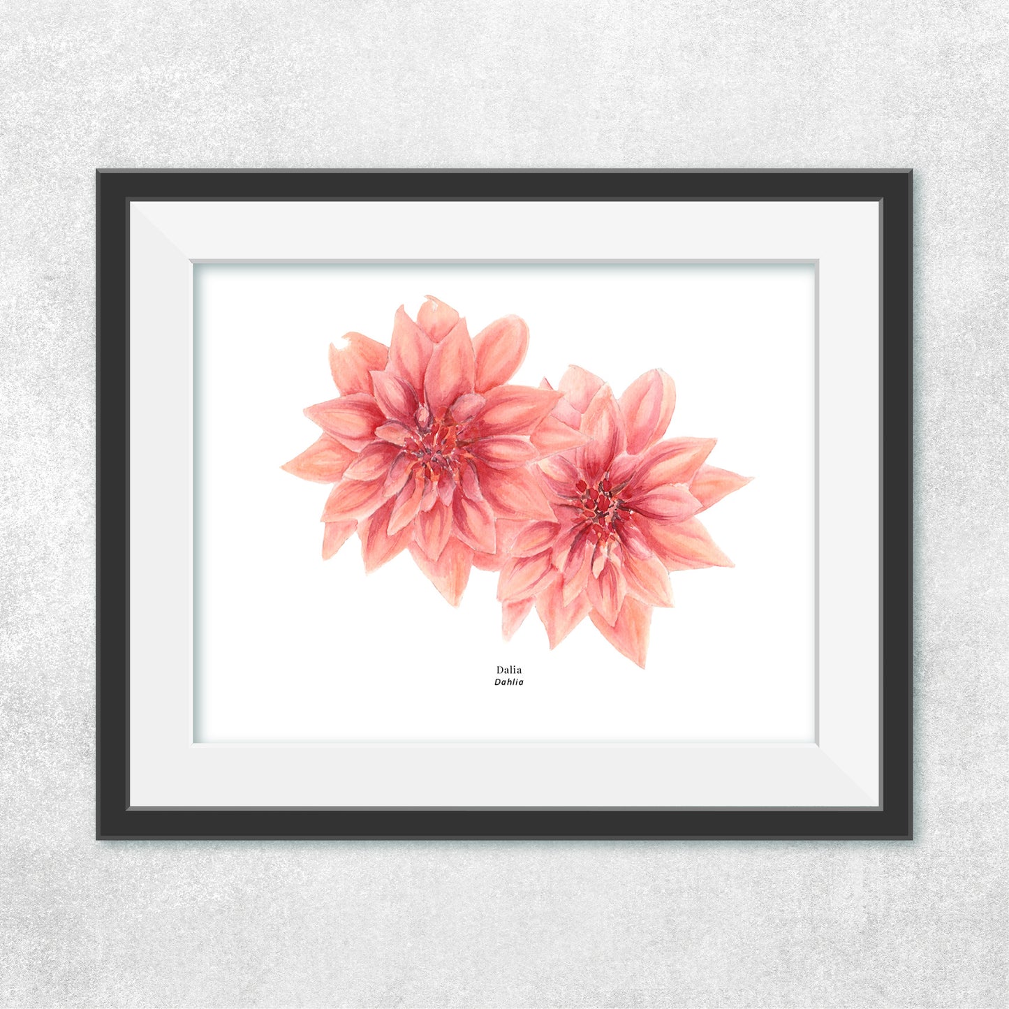 Dahlia