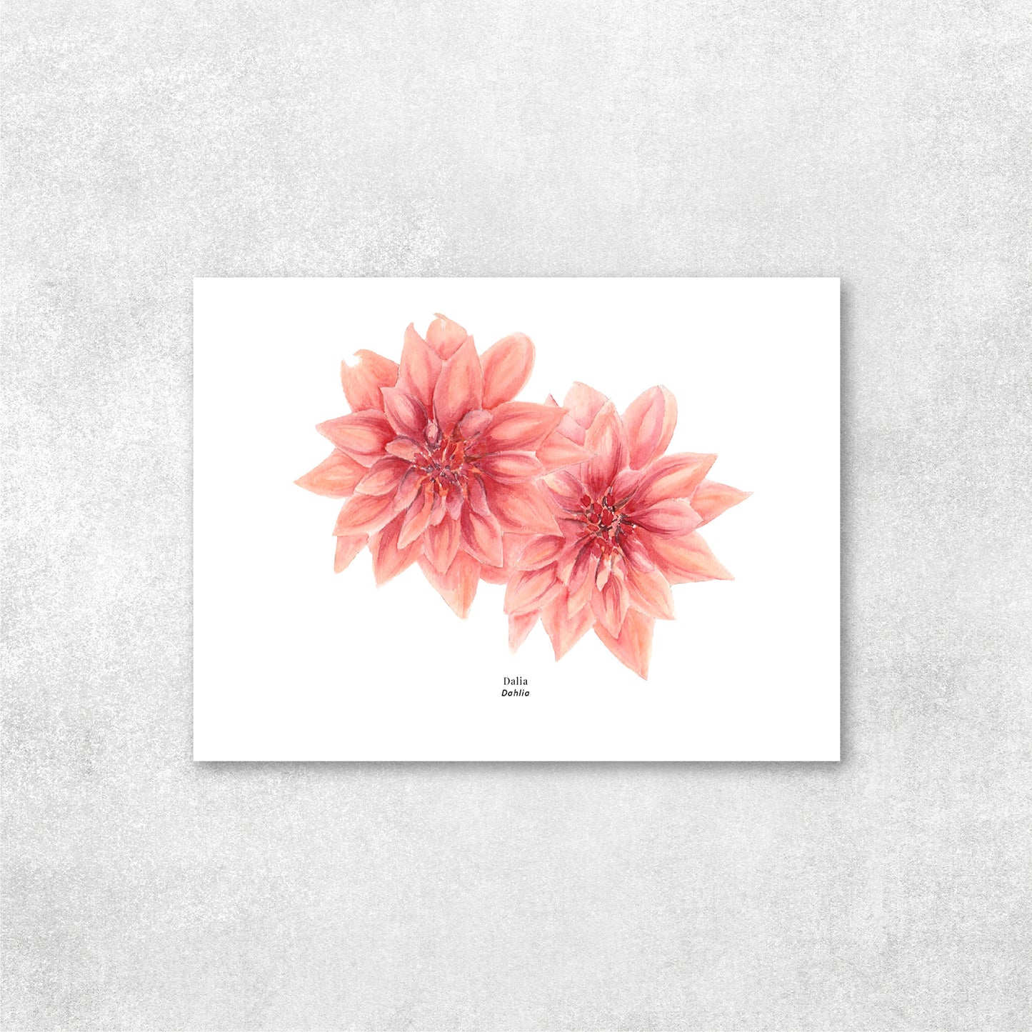 Dahlia