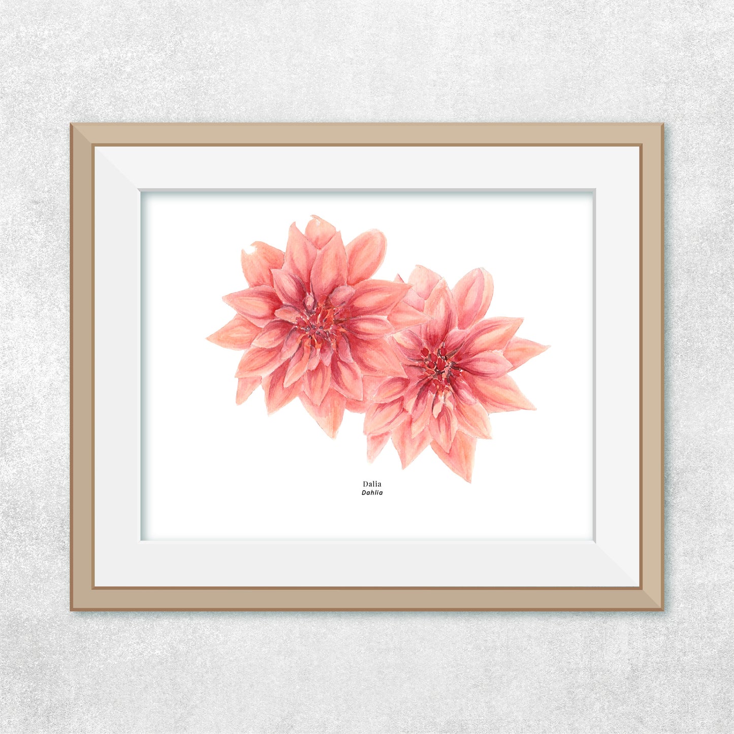 Dahlia