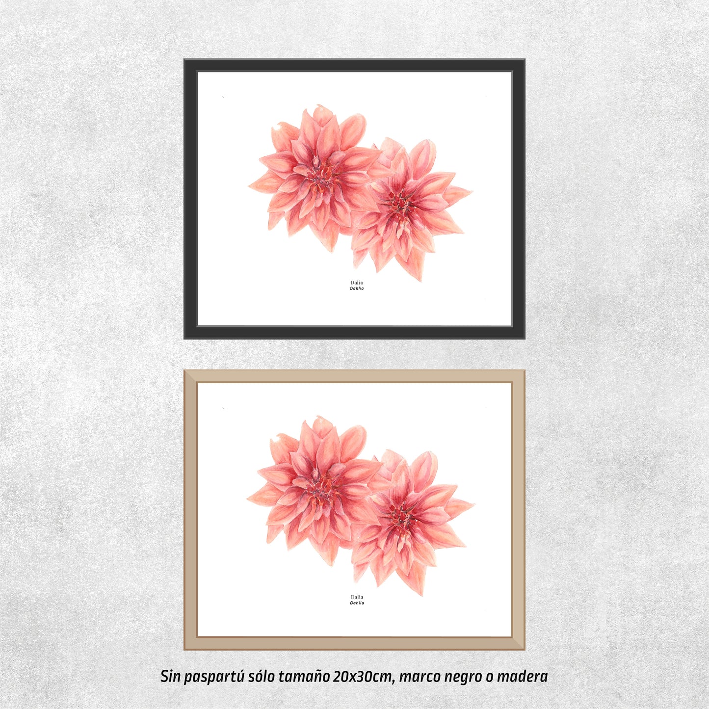 Dahlia