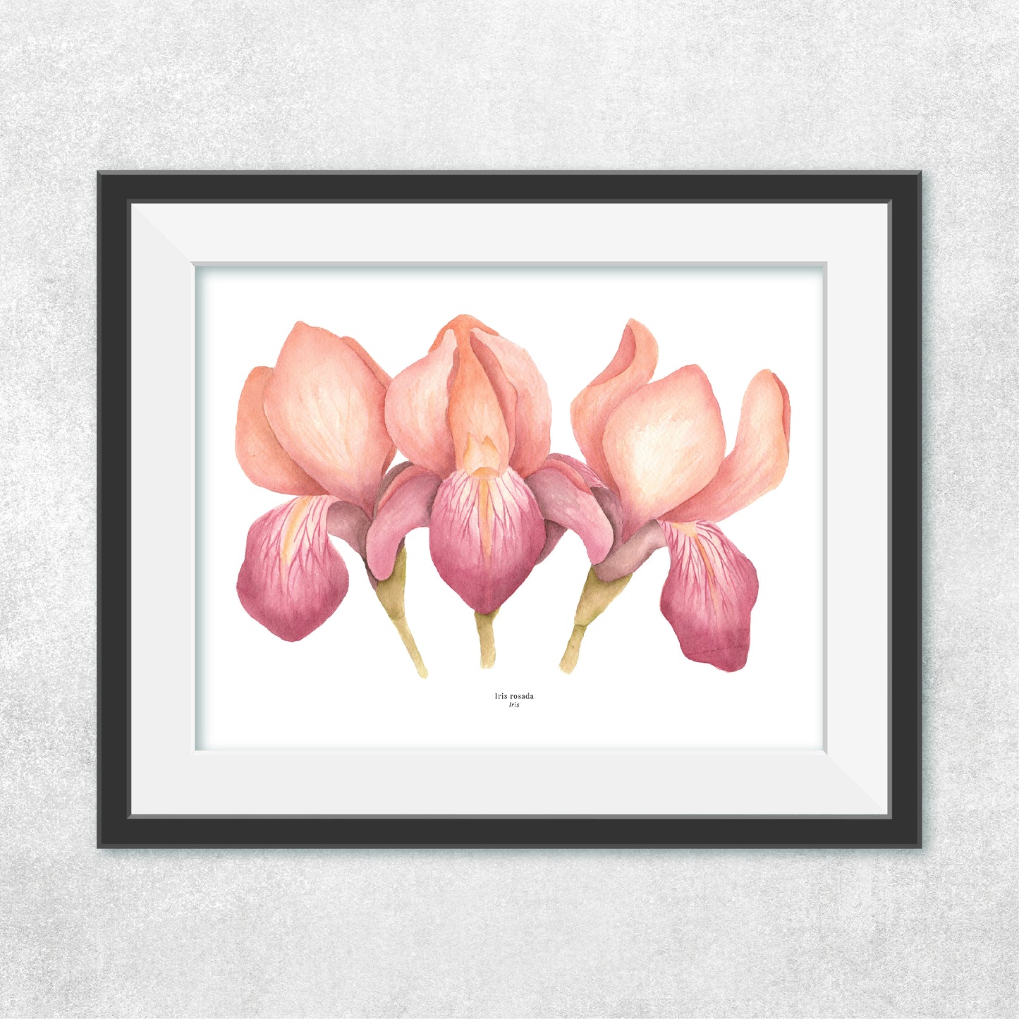 Iris