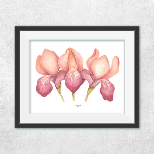 Iris