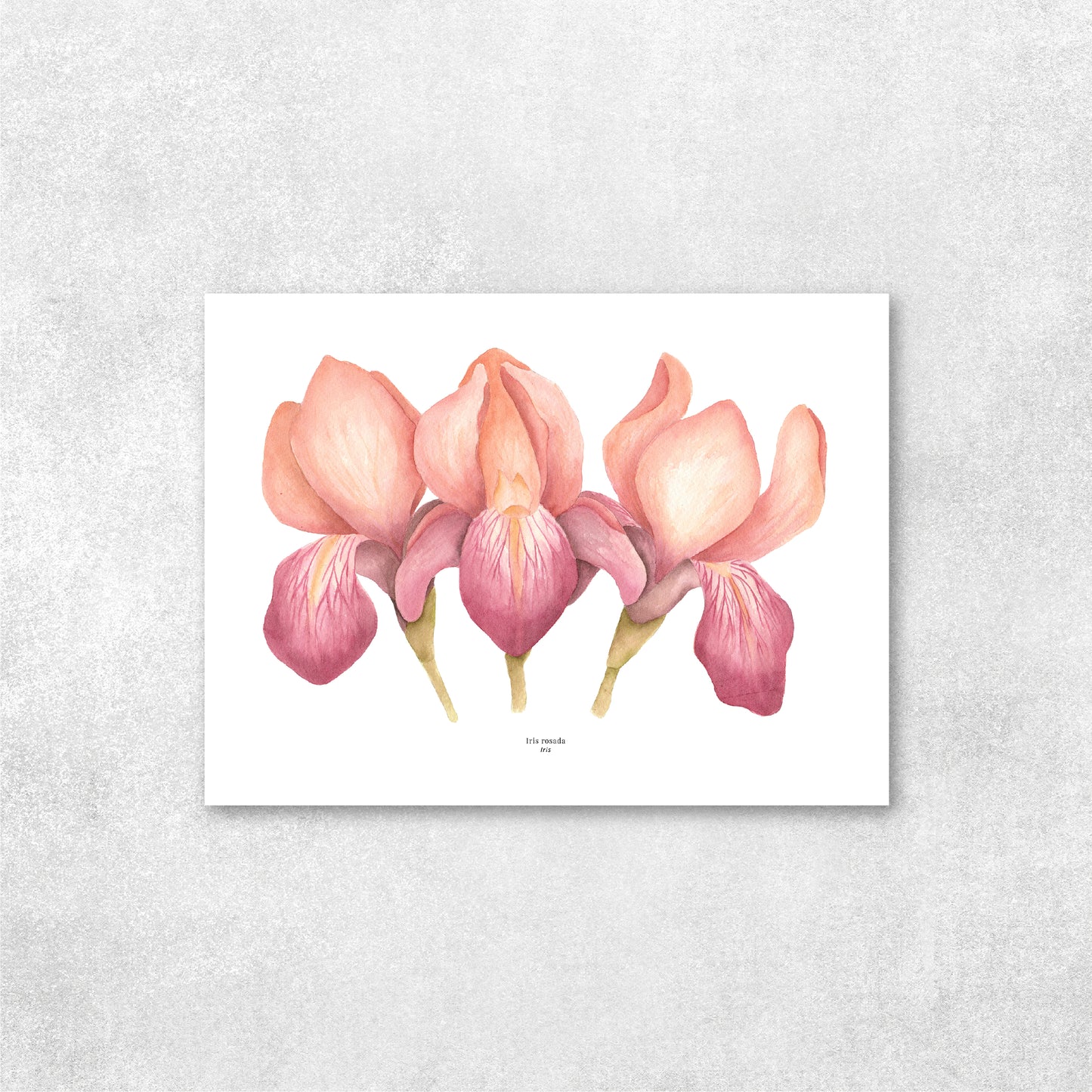 Iris