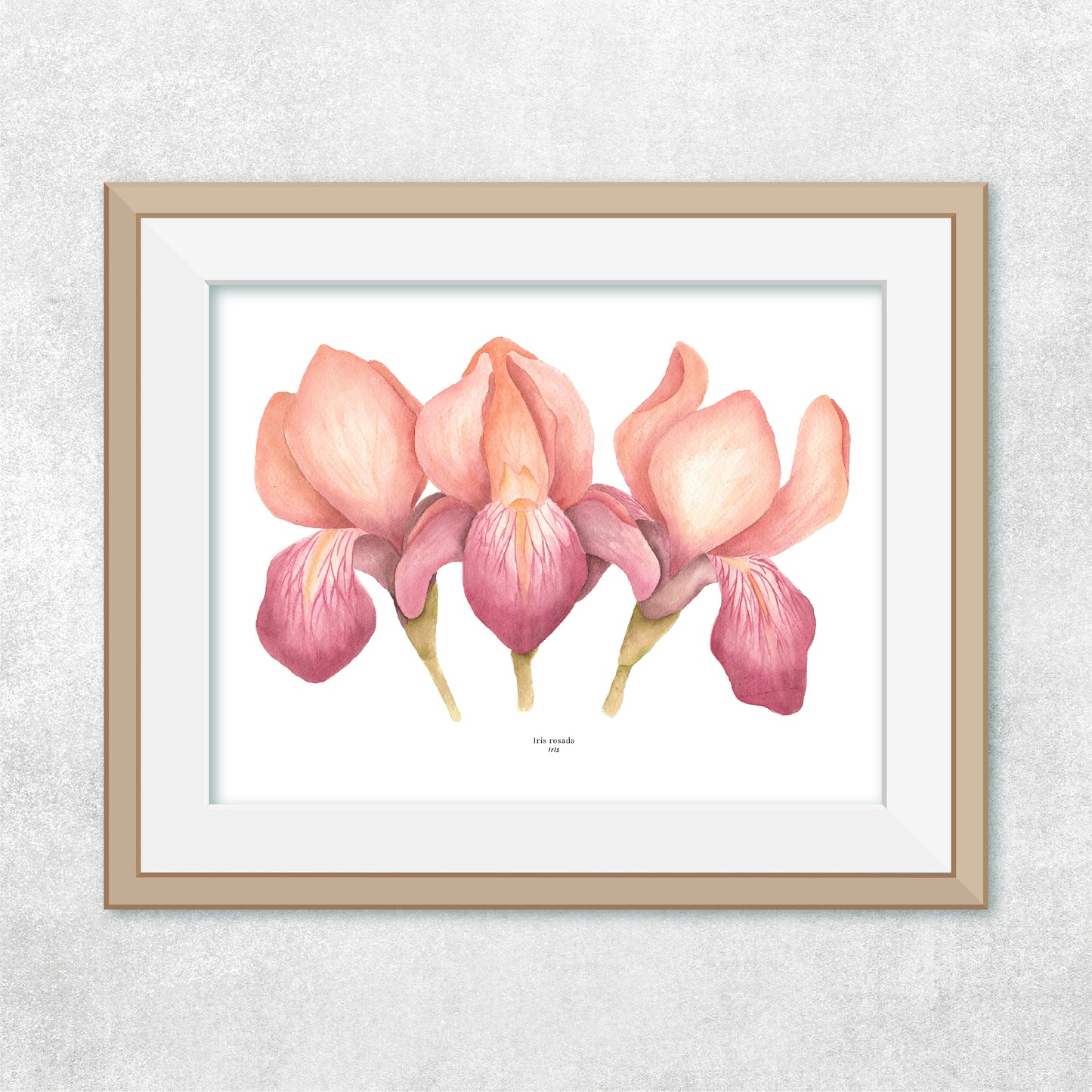 Iris
