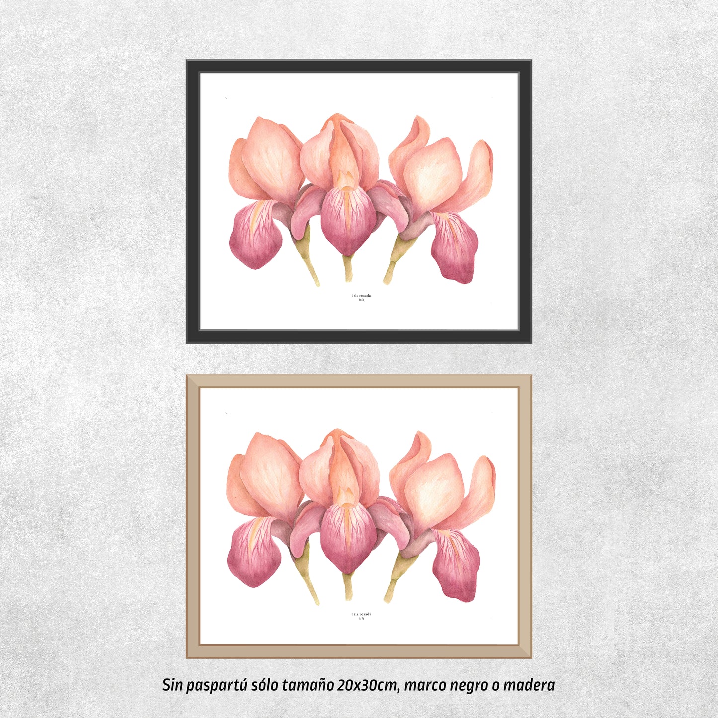 Iris