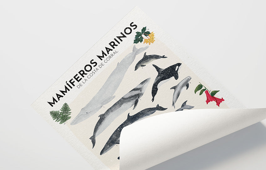 Afiche mamíferos marinos de Valdivia / 2025