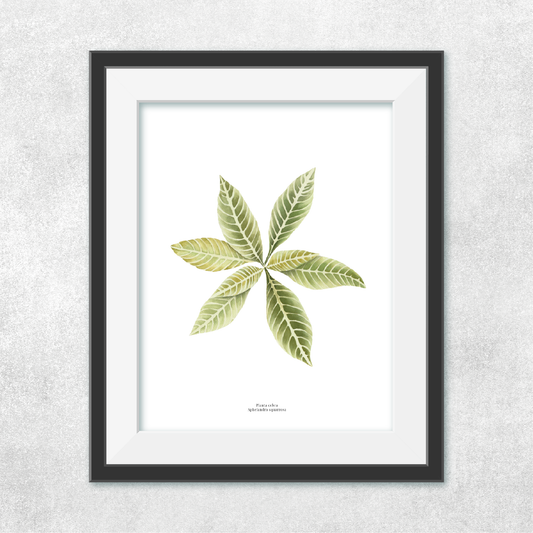 Planta Cebra
