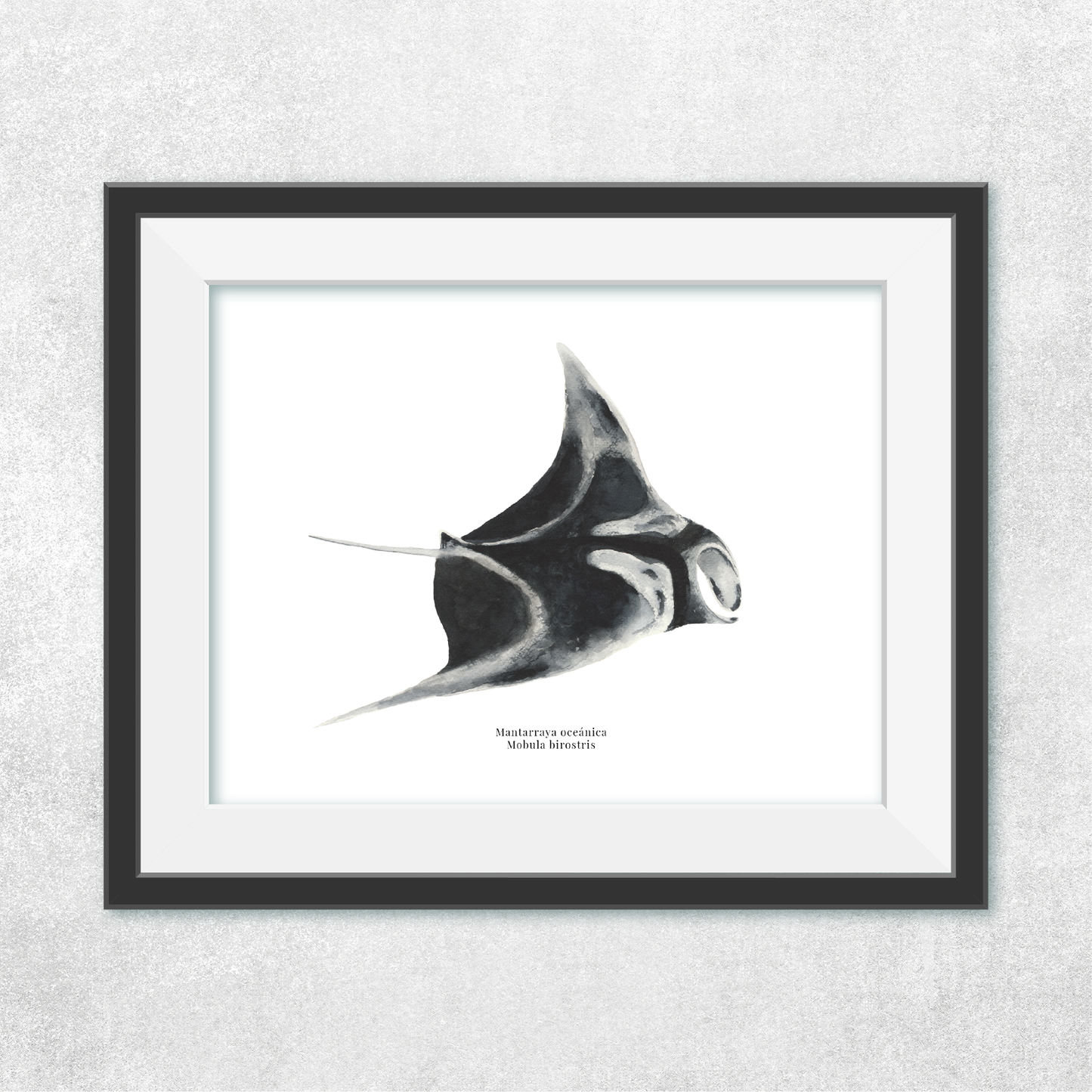 Mantarraya oceánica
