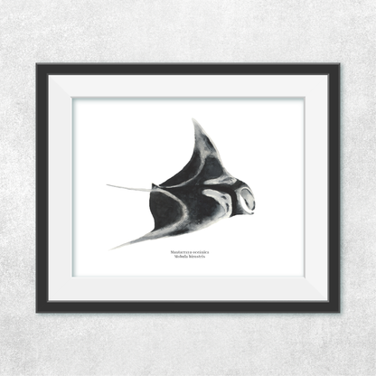 Mantarraya oceánica