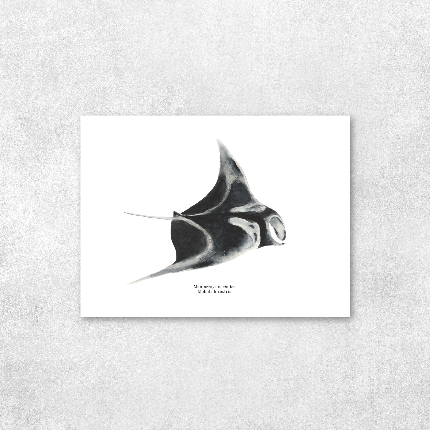 Mantarraya oceánica