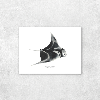 Mantarraya oceánica