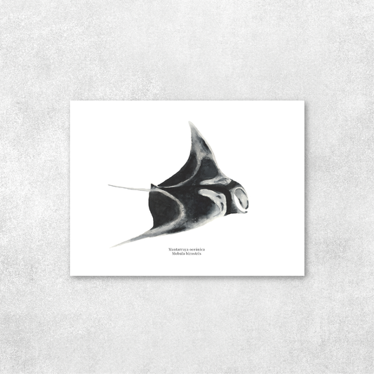 Mantarraya oceánica