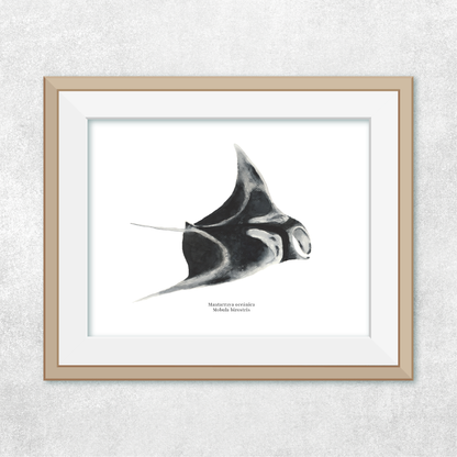 Mantarraya oceánica