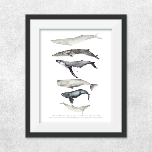 Reproducción de una ilustración en acuarela marina de ballenas y cetáceos con o sin marco.