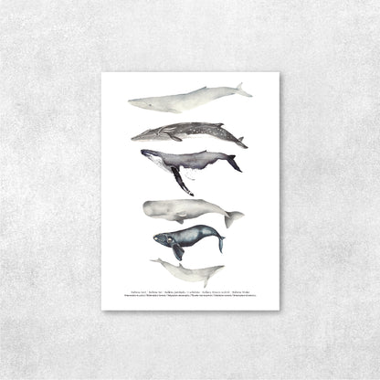 Reproducción de una ilustración en acuarela marina de ballenas y cetáceos con o sin marco.