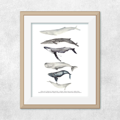 Reproducción de una ilustración en acuarela marina de ballenas y cetáceos con o sin marco.