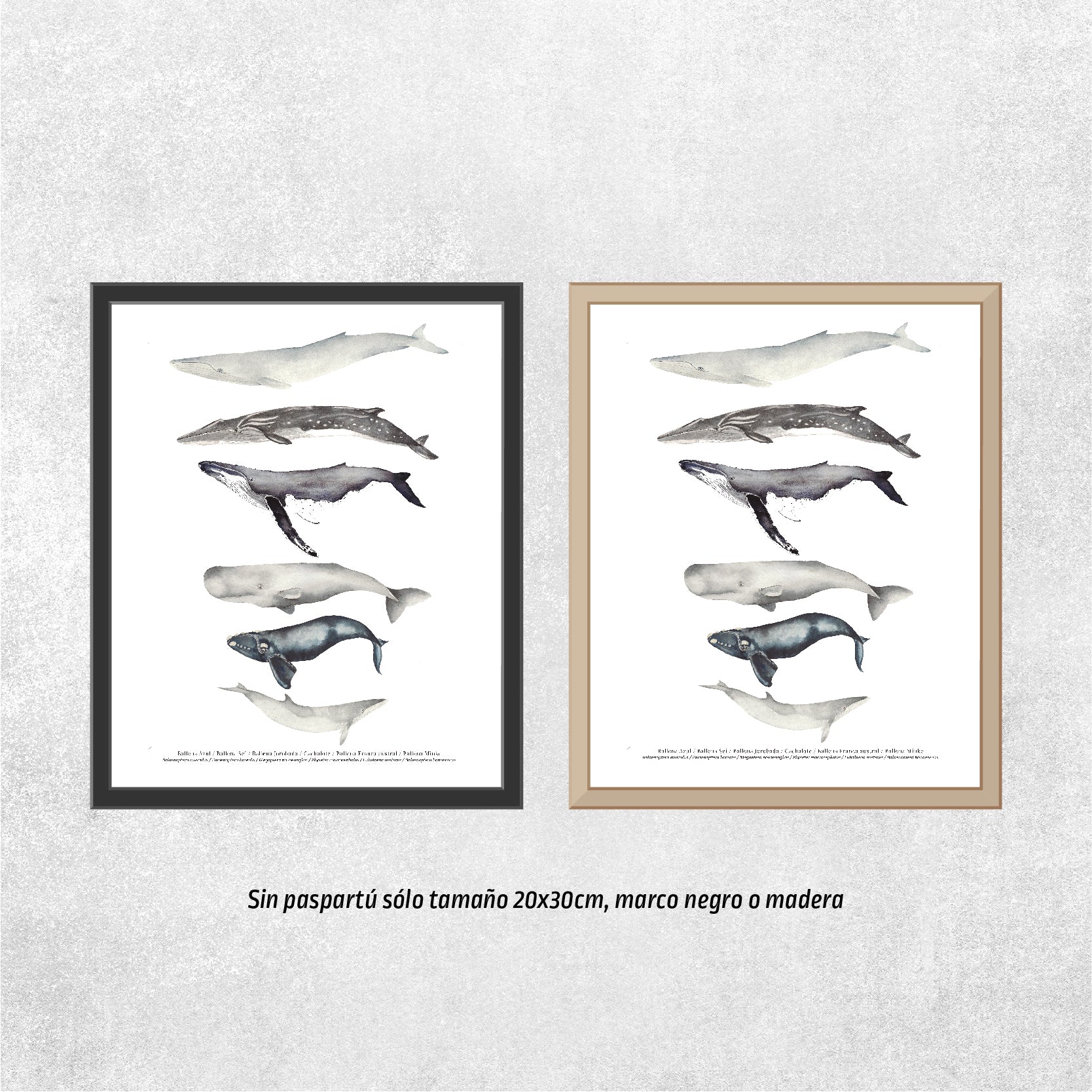 Reproducción de una ilustración en acuarela marina de ballenas y cetáceos con o sin marco.