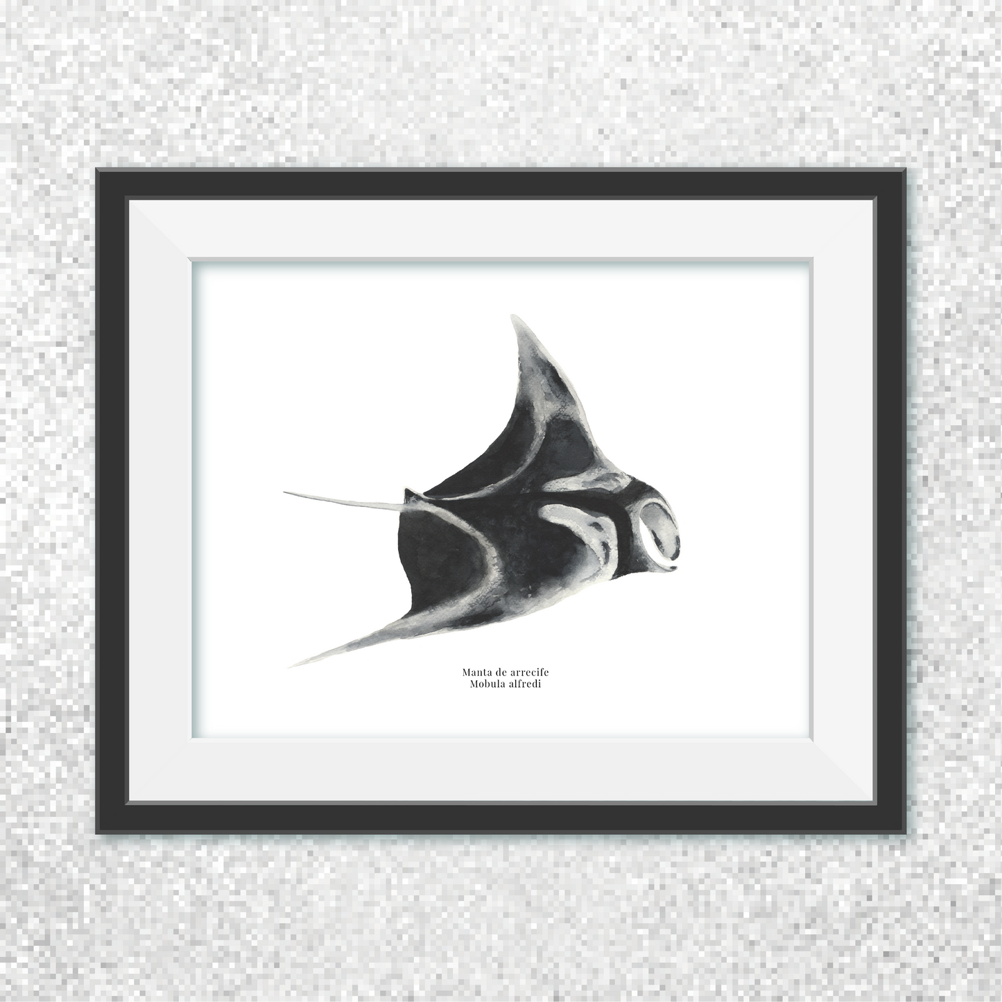 Manta de arrecife