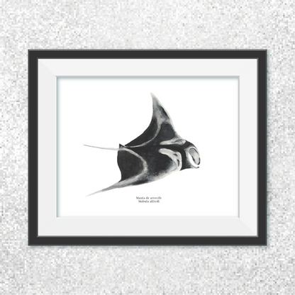 Manta de arrecife